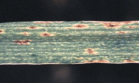Appearance: Septoria leaf spot attacks only leaves, whereas stagonospora leaf and glume blotch appears on the leaves and glumes.