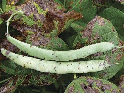 Agronomy Guide for Field Crops As these blights develop, the infected leaves become brittle and will drop prematurely. Infected plants may lose their leaves a week or two earlier than healthy plants.