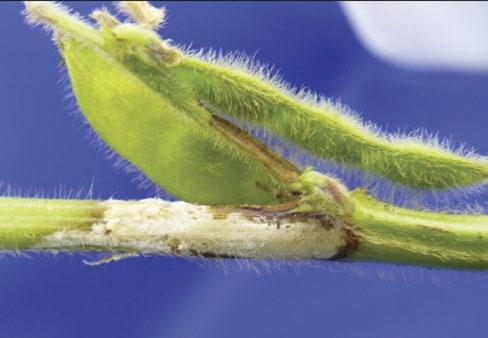 Agronomy Guide for Field Crops WHITE MOULD (Sclerotinia sclerotiorum) Incidence: White mould is a difficult disease to predict, although most years the appearance of the disease is higher in dry