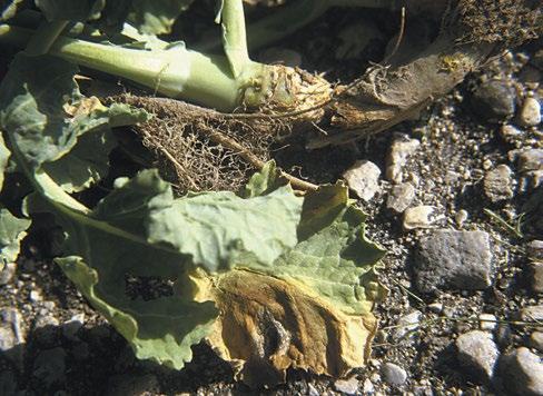 Seedlings that emerge may appear normal but can have significant root rot.