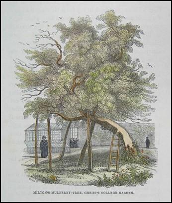1840s) West of the Gardeners Yard is Milton s Mulberry Tree (Morus nigra) (8) (left).