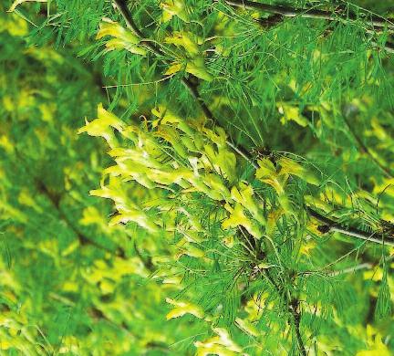 Lorbergii Siberian Peashrub Caragana arborescens Lorbergii Size: 15'H x 12'W Zone 2 Flower: yellow The linear leaves of this Peashrub give the tree an overall soft, ferny appearance.