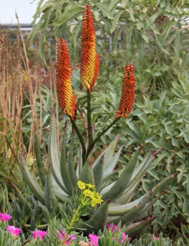 Aloe ferox is well known for its medicinal properties in relation to laxatives, arthritis, healing and cosmetic fields.