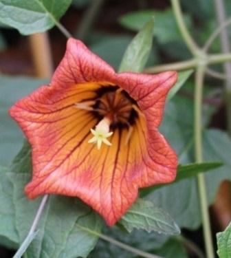 WINTER WONDERS Canarina canariensis Commonly known as Canary bellflower and native to the Canary Islands