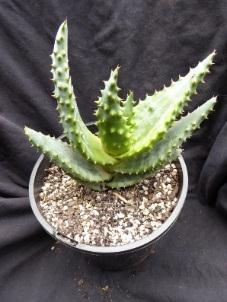 Aloe marlothii Native to South African and commonly known as Mountain Aloe.