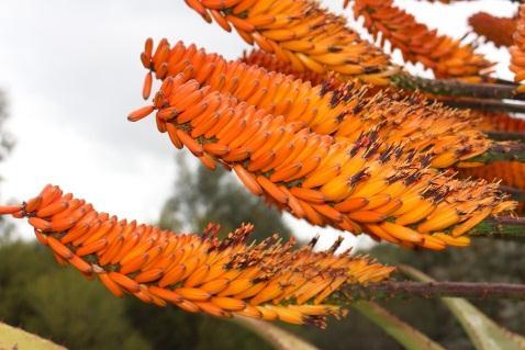 Preferring full sun and free draining soil the Aloe marlothii will brighten up your garden in