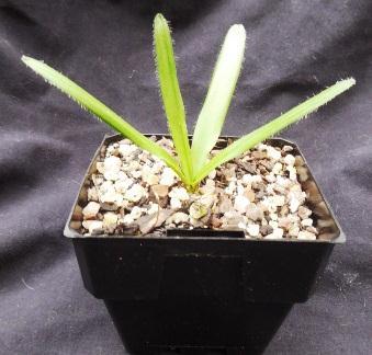 Drimia haworthioides Baker Syn Drimia haworthiodes Native to South Africa this succulent leaf bulb is always wanted by succulent lovers.