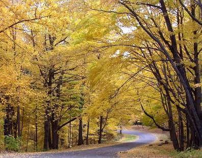 The Genesee-Finger Lakes Region is distinguished by roadway corridors and locations from which outstanding scenic views can be appreciated.