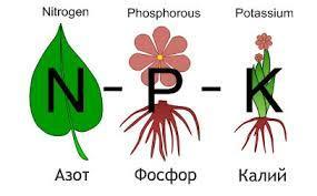 Potassium affects nitrate