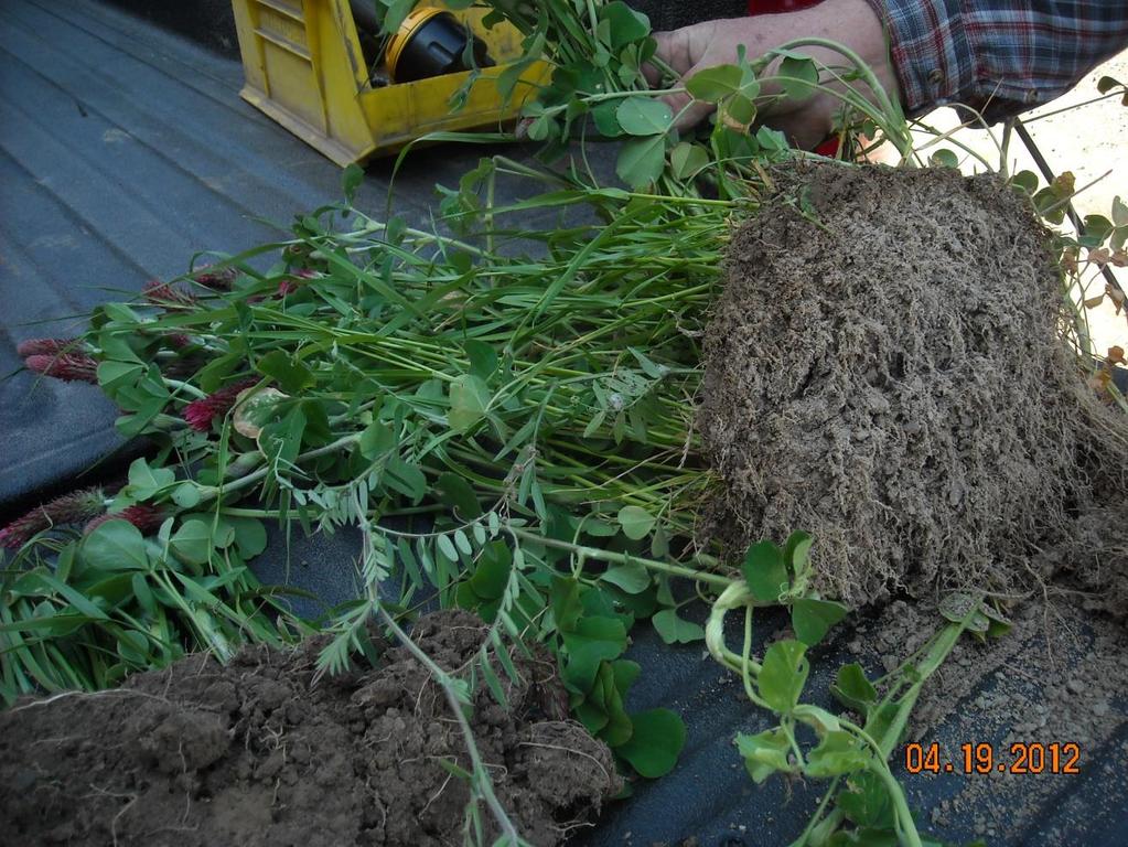 Rhizomes from inoculant promote the fixing of