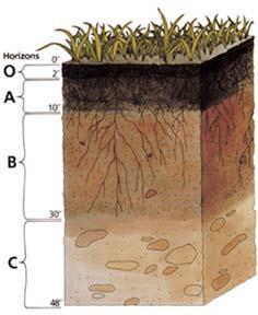 O Organic matter, low in mineral content A - Horizon- the living layer often called the topsoil Most fertile layer.