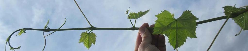 Young Vine Care Dormancy Preparation Young vines require different and earlier care to prepare for dormancy.