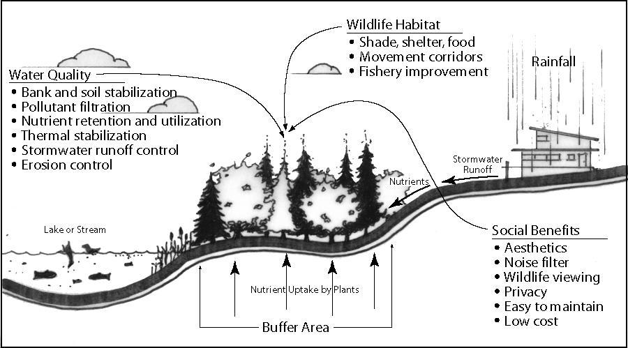 Chapter Two: Agricultural, Natural, and Cultural Resources Figure 2.1: Example of Vegetated Buffer 7.