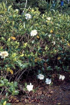 Gardenia flowers have a vase life of 2 days. Flowers that will be used for lei making can be stored in a refrigerator at 40 F for up to 1 day, and 3 days for buds.