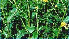 Black Walnut, Wild Mustard, Common Buckthorn, Hackberry A small cattail wetland also occurs.