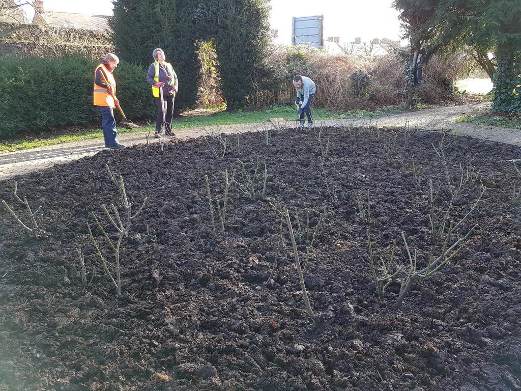 Rose Beds pruned and freshly Manured. Activity: Wisteria Pruning Purpose of Activity: Capel Manor Lv 3 students learn summer and winter pruning of Wisteria.
