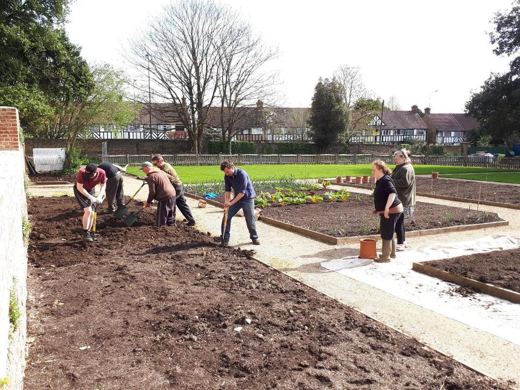 Activity: Horticultural volunteers working in the New Community Kitchen Garden.