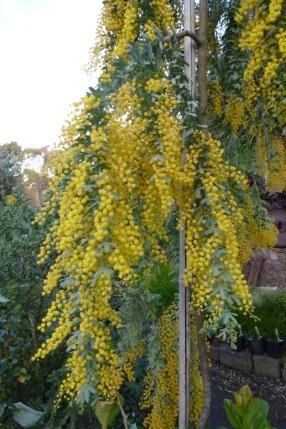 It has soft blue-grey foliage year round with masses of bright yellow