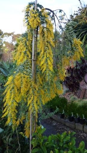 The narrow upright Acacia baileyana plant is ideal for pots, small gardens,