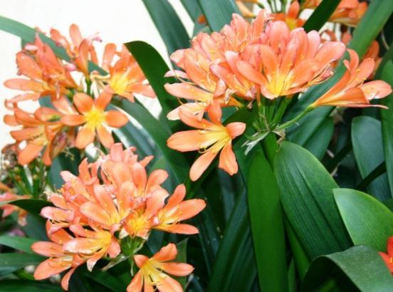 They are evergreen bulbs with Agapanthus-like leaves varying in width, and