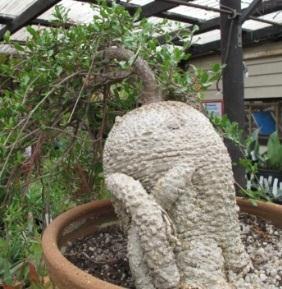 Fockea edulis will handle occasional mild frosts and tolerate full sun if the caudex is buried, but looks its best in partial shade with an exposed caudex.