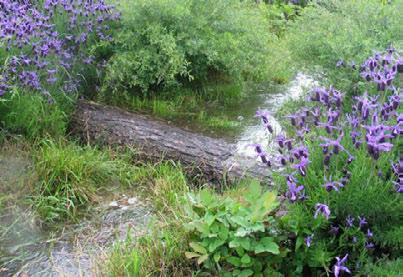 On sites that have a particularly high water table, or where soil infiltration potential is relatively low, a good option is to have the stormwater facility retain less runoff, allow water to simply