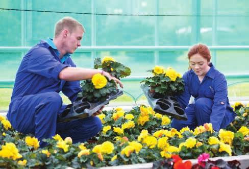 Hticulture HORTICULTURE CAREER LEARN BY DOING Get CAFRE Qualified PROSPECTS Many of our Level 2 Diploma students go straight into employment after one year s training in hticulture, while some