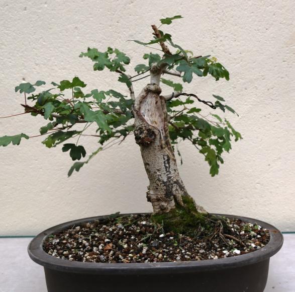 Now he set about developing the branch structure by thinning unwanted shoots and wiring the main branches to form a pleasing shape.