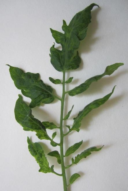 Symptoms caused by ToMV on grafted