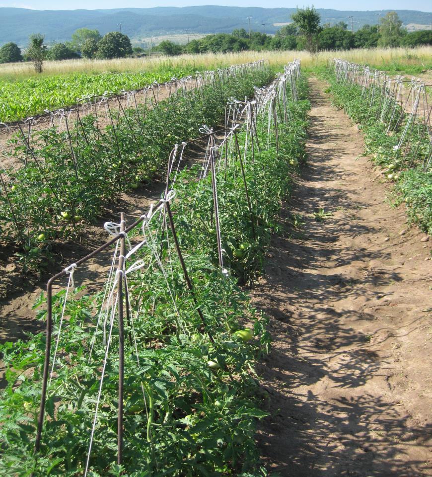 In Bulgaria, with economic importance are: Tomato mosaic virus (ToMV), Potato virus
