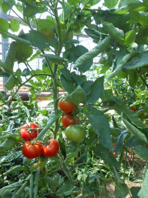 Material and methods Eight tomato rootstocks Yedi, King Kong, Emperador, Stallone, Bruce, were involved in this study.
