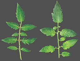 Inoculated plants were daily observed for virus symptoms.