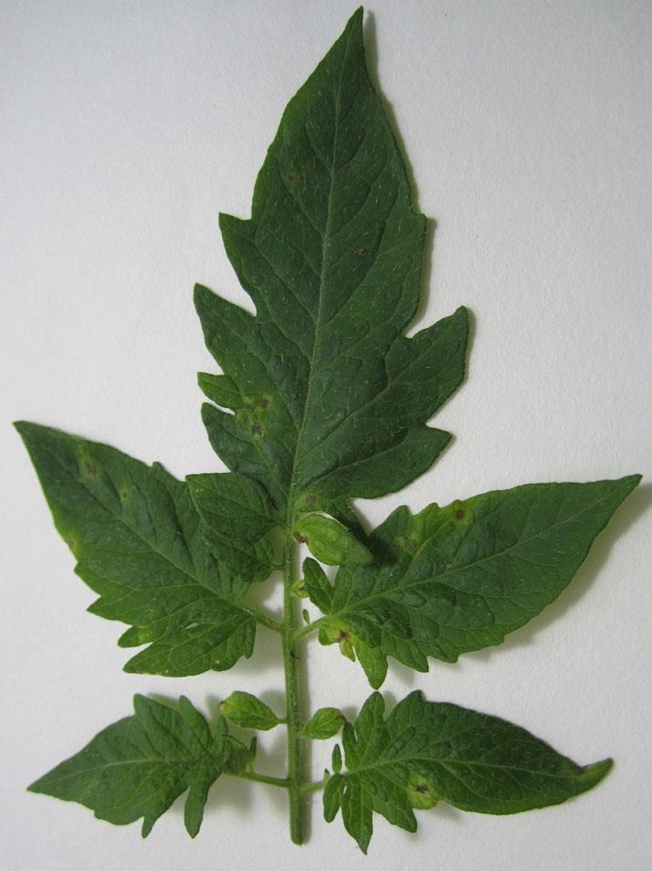 Symptoms caused by ToMV on grafted tomato plants