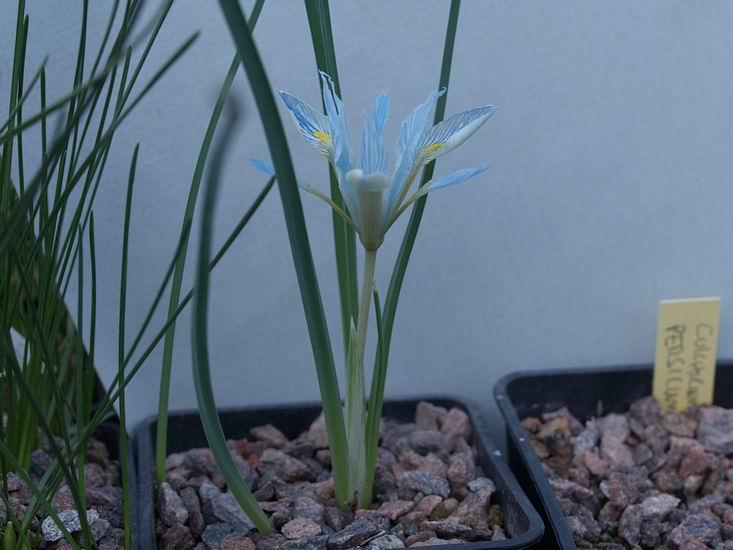 Iris vartanii I ran a fan heater for a short while while I was in the bulb