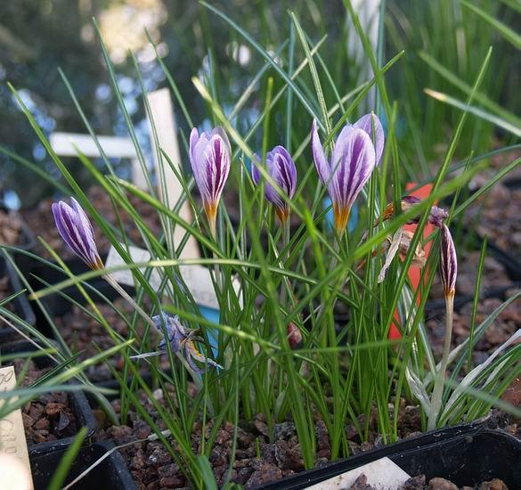Crocus laevigatus Even in these cold conditions Crocus laevigatus continues to produce its beautiful flowers which are