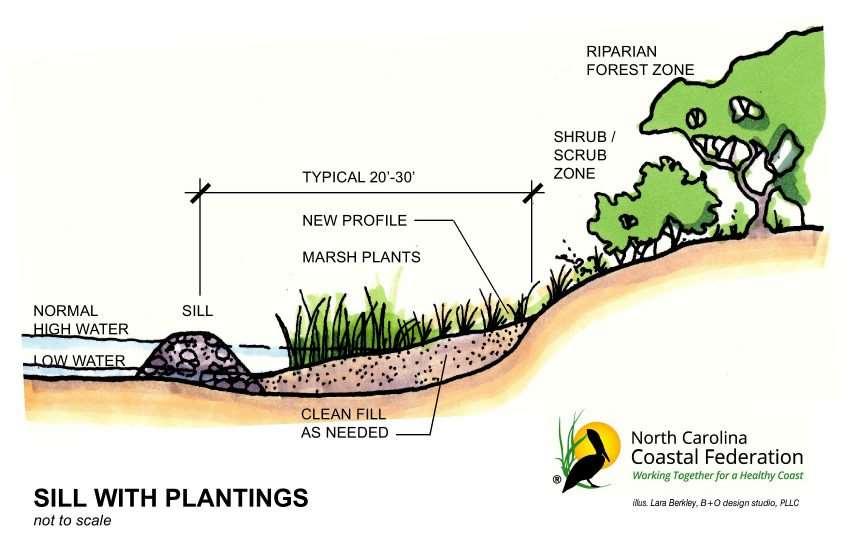 Hybrid Living Shorelines: Tidally Dependent Design Planted marsh in protected