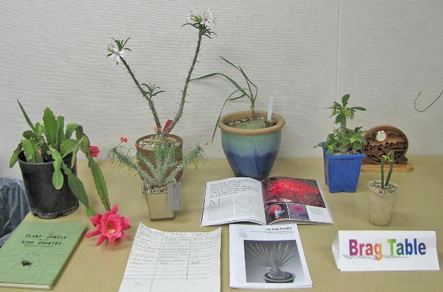 Journal with pictures of two of his trees. I brought a 2 ½ year old Boohone disticha which I grew from seed. (As with many in the Amaryllis family seeds are fleshy and must be fresh.