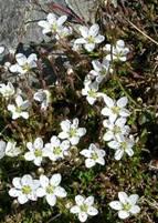 Audit and value : unusual habitats Minuartia verna(spring sandwort) on lead
