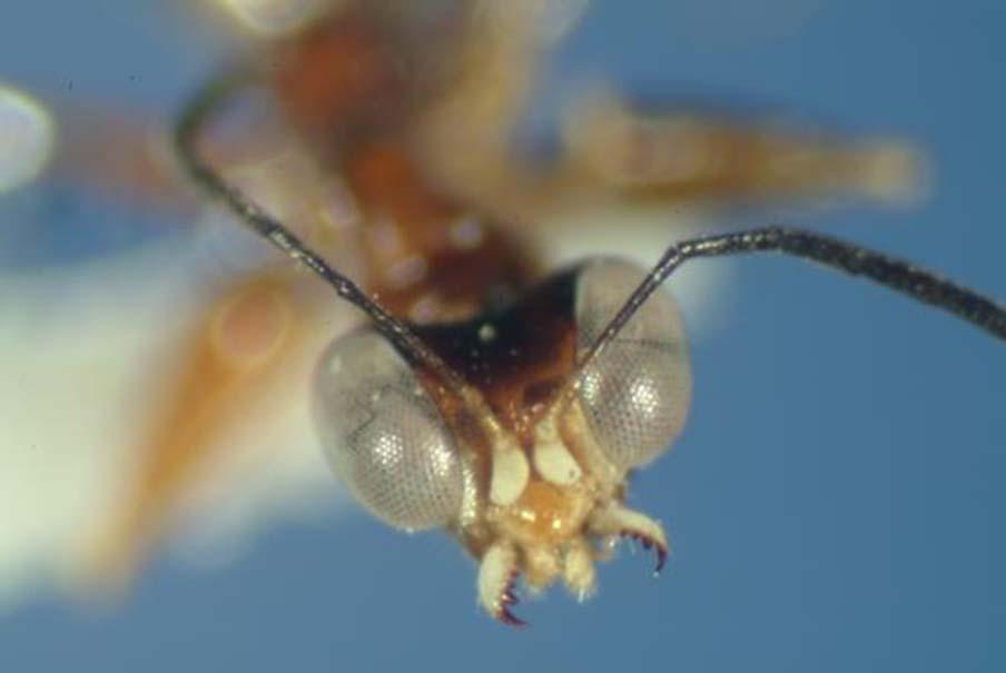 Native wingless wasp Compound