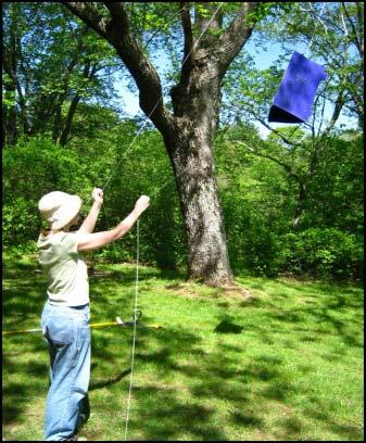 Detection Monitoring for insects Traps sticky, pheromone, black light Tapping branches onto white paper Sweep Net Lindgren funnels, baits Visual holes, frass, bug itself CAPS