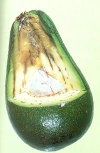 Causal agents of avocado fruit diseases Stem-end rot can be caused by a number of different fungi including Dothiorella spp.