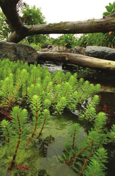Aquascape offers a full line of products to help you care for your aquatic plants.