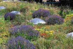 Benefits of Green Roofs - Improved thermal performance - Reduction in