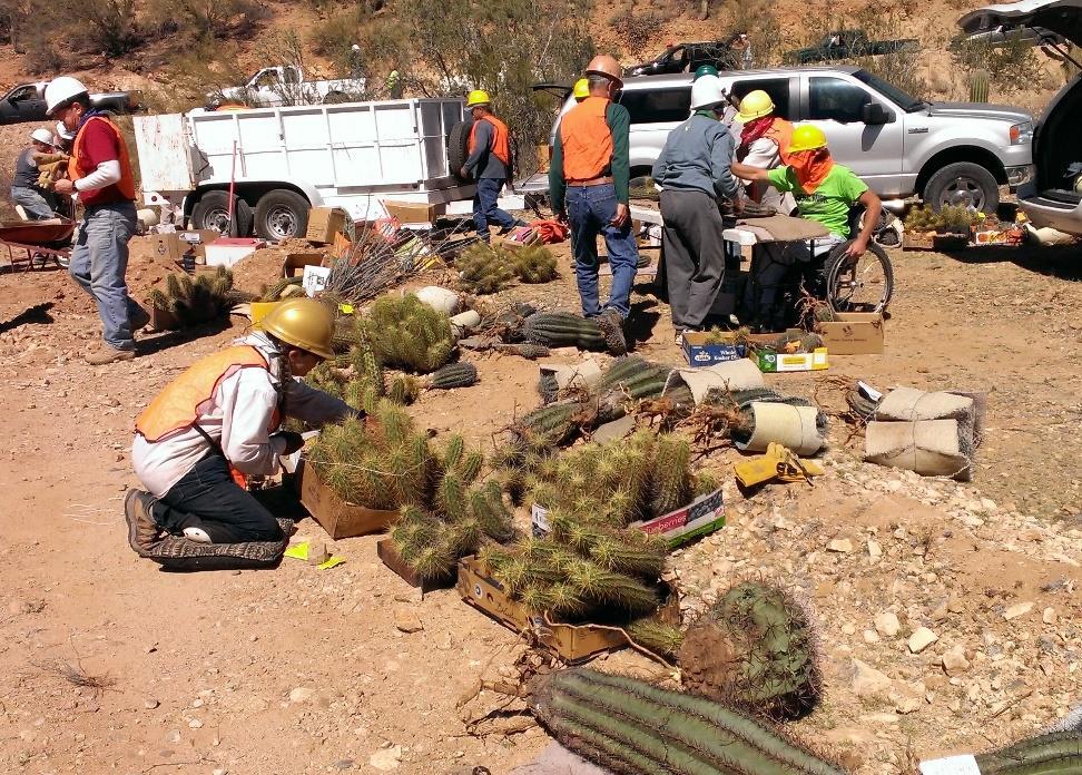 Cactus Rescue TCSS organizes cactus rescues