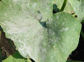 There are a number of products that are effective in powdery mildew management programs, including the strobilurins (Fungicide Resistance Group 11), Nova and