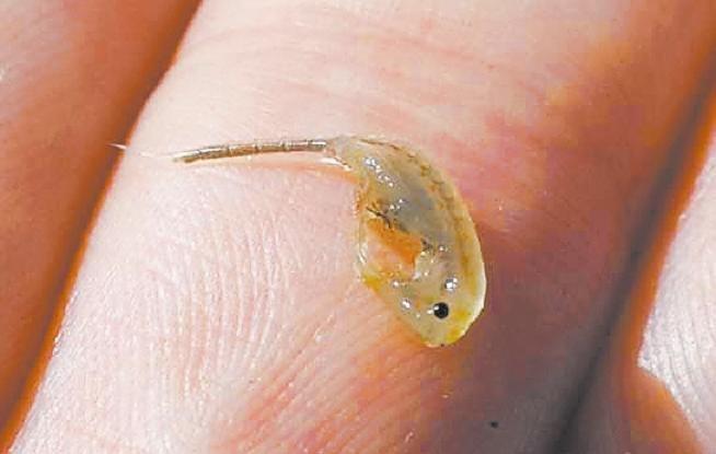 Vernal pools hold waters of life MARCH 16, 2010, 12:02 AM The endangered fairy shrimp