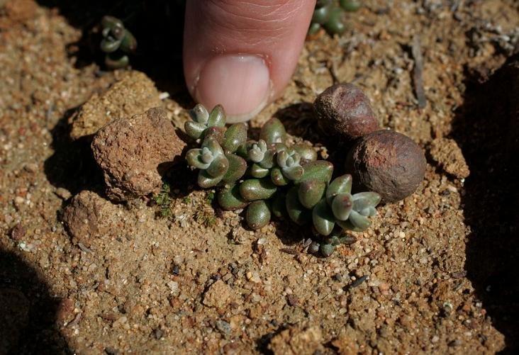 Short-leaved dudleya is among the plant life