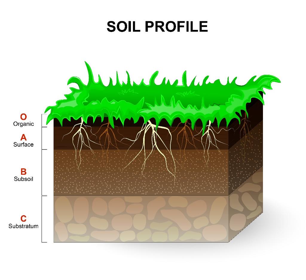 Soil Analysis 23 q For established, healthy turf, conduct soil chemical analyses at least every three years and monitor ph annually q