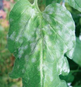 Out And About In Southwestern Ontario Tomatoes: Russet mites in low numbers have just been reported. Powdery mildew infections have started again at many farms.