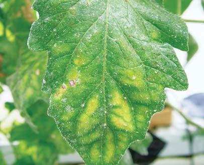 Consistent preventative sprays for Botrytis have made a difference in plant loss.